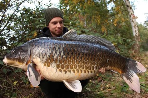 Carp Fish: Ancient Wonders Of Aquatic World .